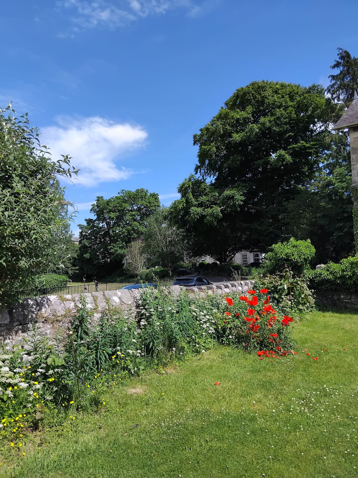 Red poppies and white flowers along the garden wall beside the lawn